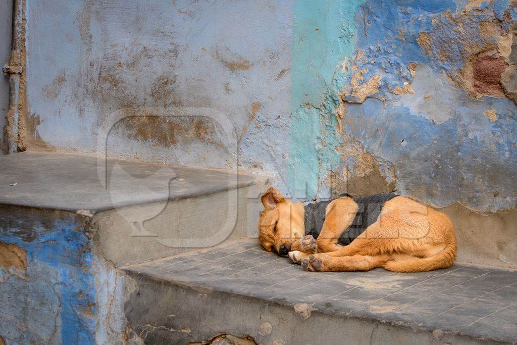 Small Indian street dog or stray pariah dog puppy on street with blue wall background, Jodhpur, India, 2022