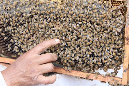 Man pointing to honey bees in beehive