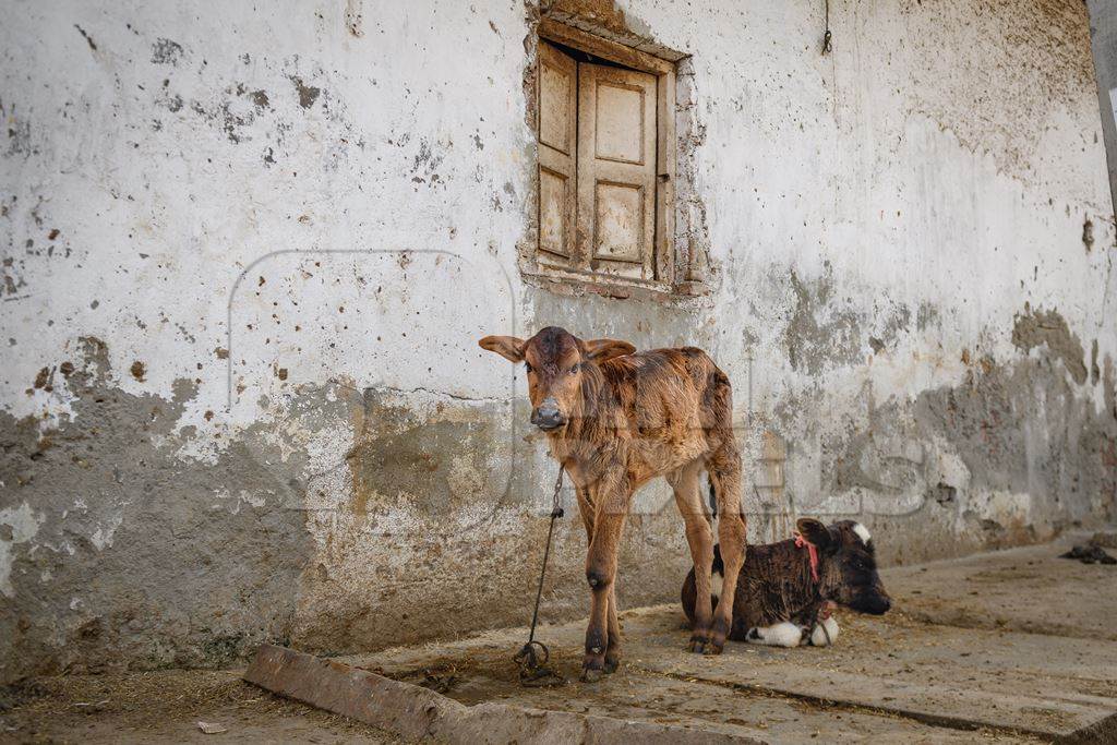 Small Indian dairy cow calves tied up outside an urban tabela, Ghazipur Dairy Farm, Delhi, India, 2022