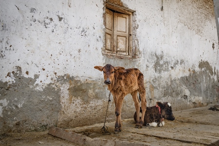 Small Indian dairy cow calves tied up outside an urban tabela, Ghazipur Dairy Farm, Delhi, India, 2022