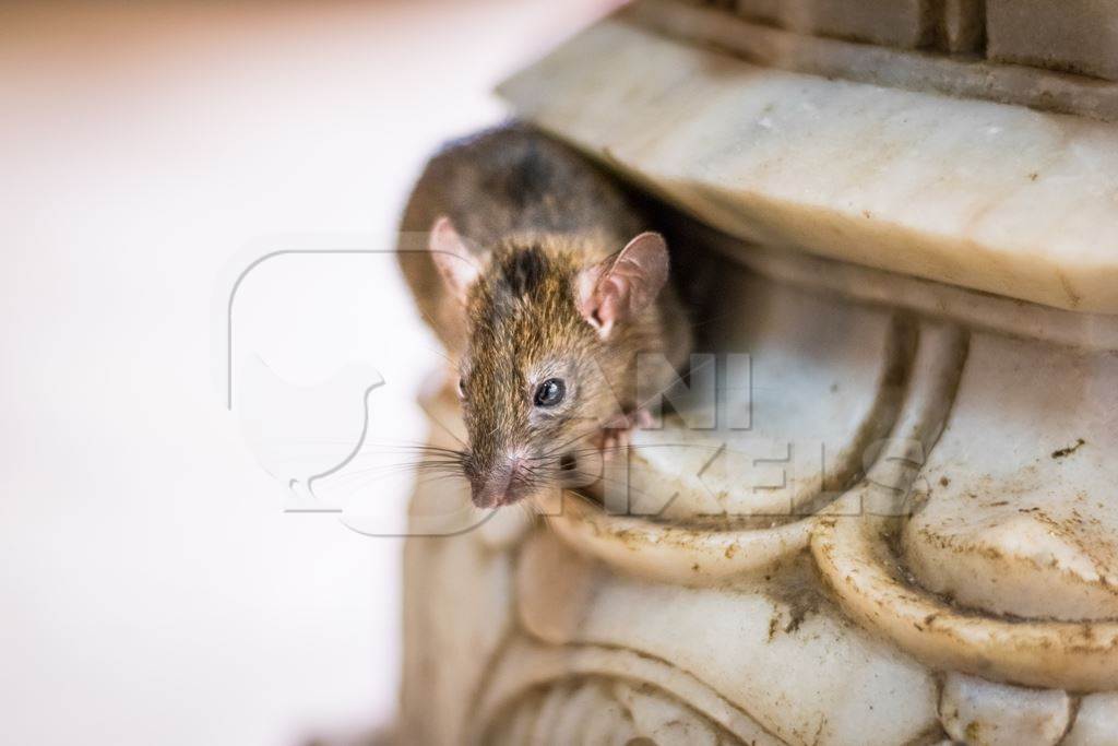 Photo of Indian holy rat in Karni Mata rat temple in Bikaner in India