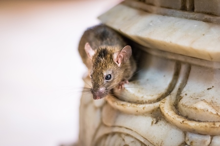 Photo of Indian holy rat in Karni Mata rat temple in Bikaner in India