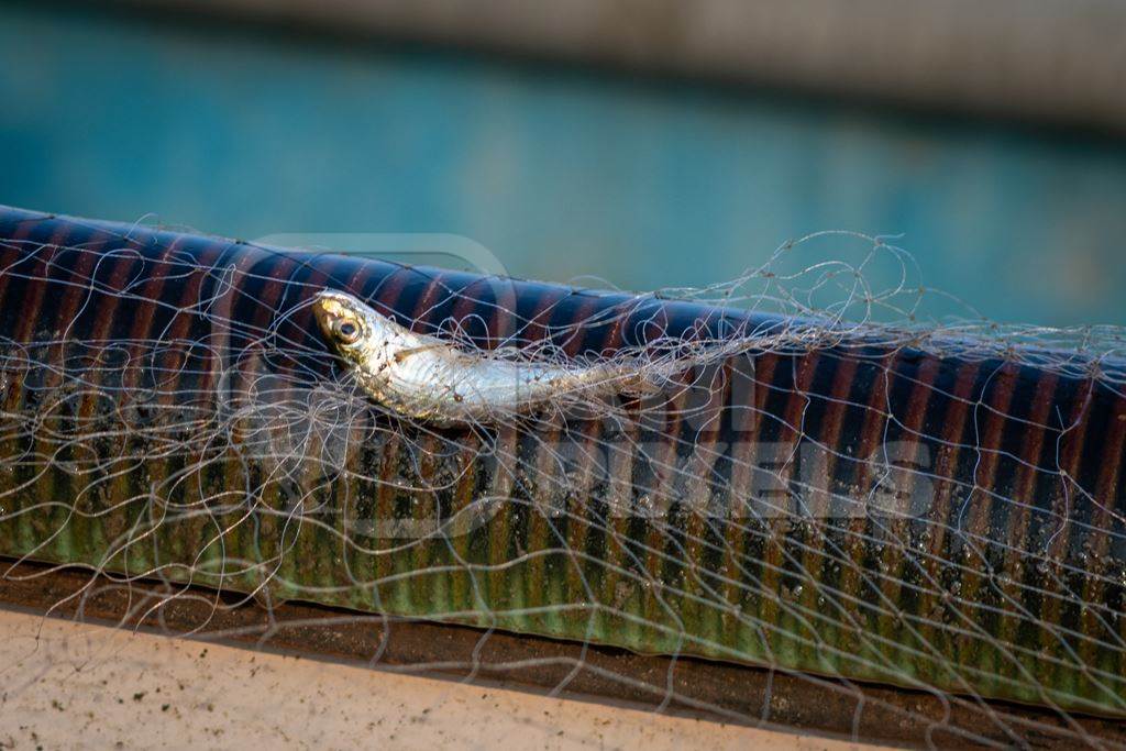 Indian fish caught in fishing net on beach in Goa, India, 2022