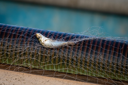 Indian fish caught in fishing net on beach in Goa, India, 2022