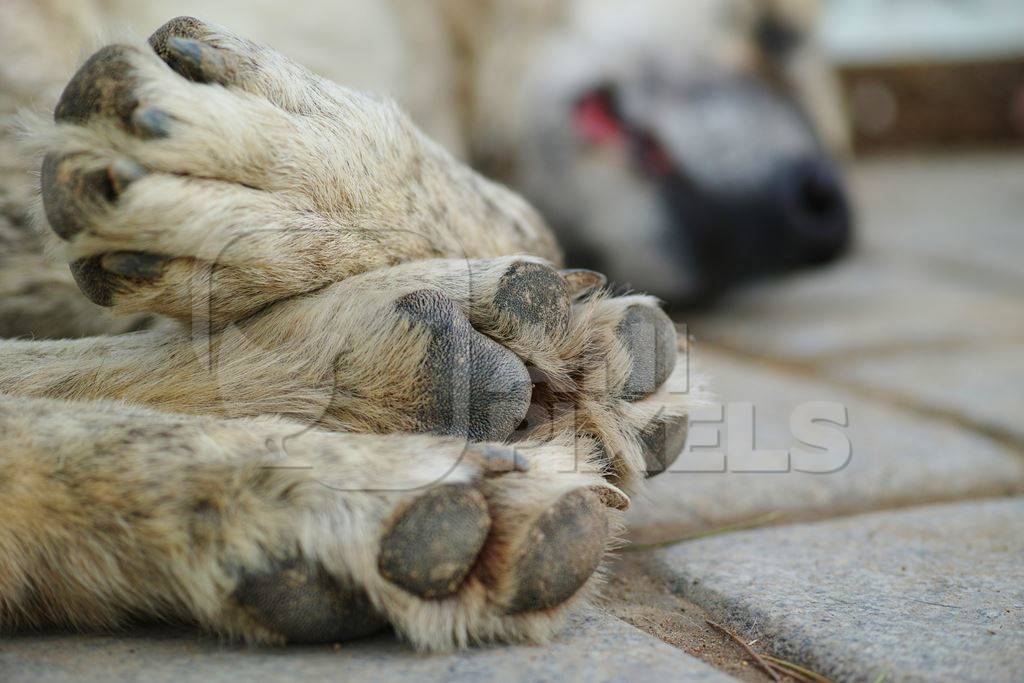 Close up of paws of sleeping street dog