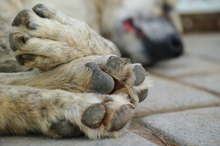 Close up of paws of sleeping street dog