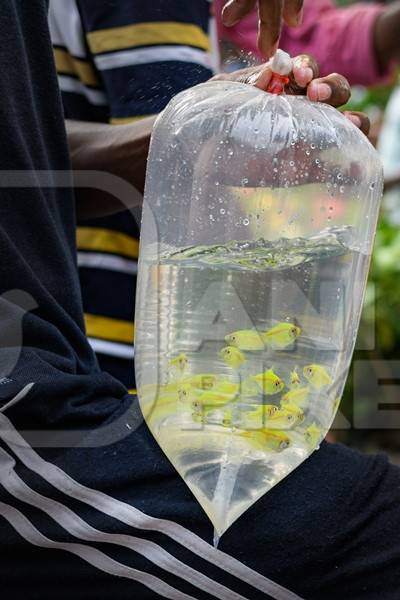 Artificially dyed or coloured yellow aquarium fish on sale at Galiff Street pet market, Kolkata, India, 2022