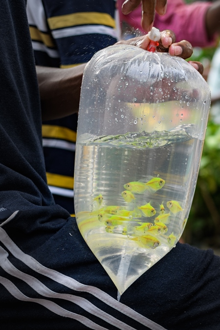 Artificially dyed or coloured yellow aquarium fish on sale at Galiff Street pet market, Kolkata, India, 2022