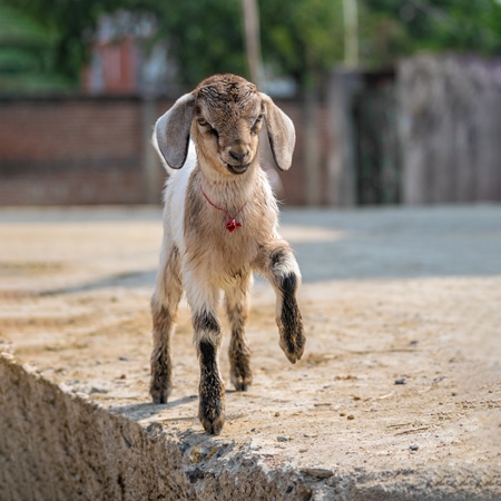 Cute brown baby goat in village in rural Bihar