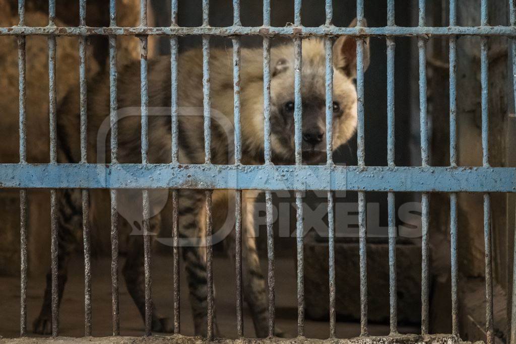 Hyena looking through bars of dirty dark cage in Byculla zoo