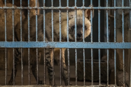 Hyena looking through bars of dirty dark cage in Byculla zoo