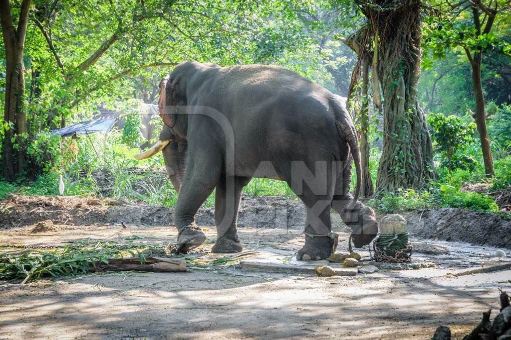 Captive elephant in chains at an elephant camp in Guruvayur in Kerala to be used for temples and religious festivals