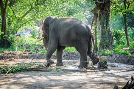 Captive elephant in chains at an elephant camp in Guruvayur in Kerala to be used for temples and religious festivals