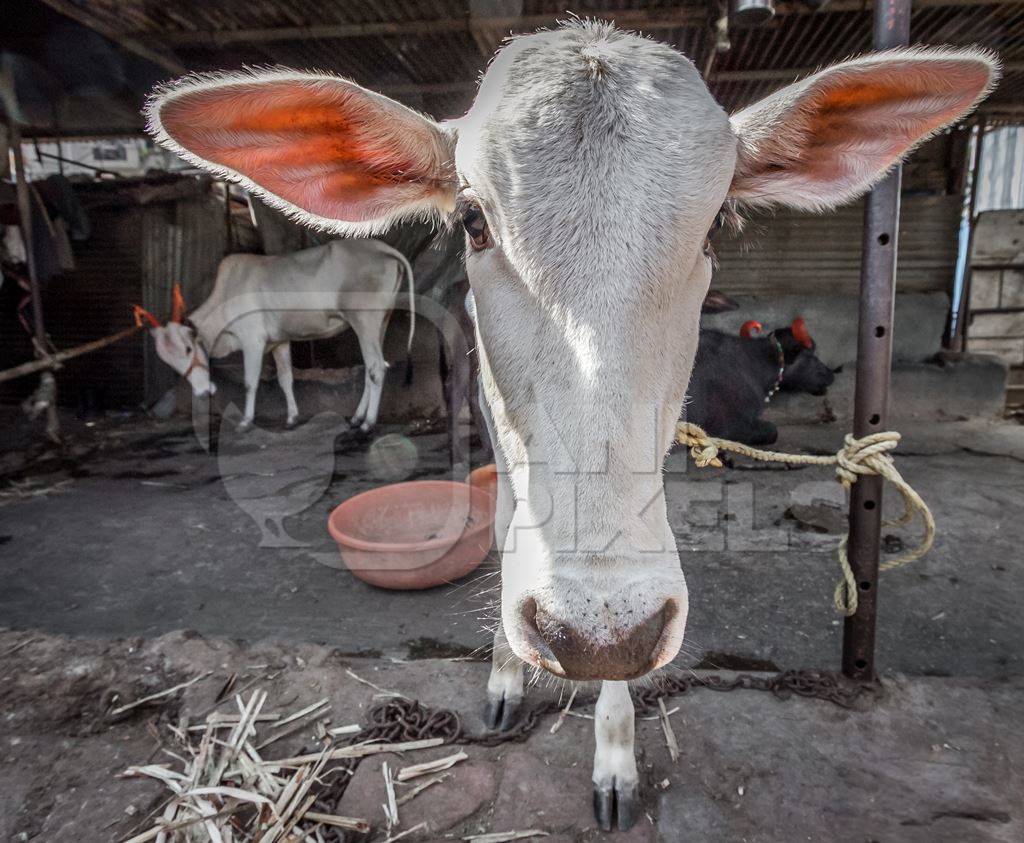 Face of white dairy calf in a urban dairy