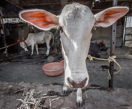 Face of white dairy calf in a urban dairy
