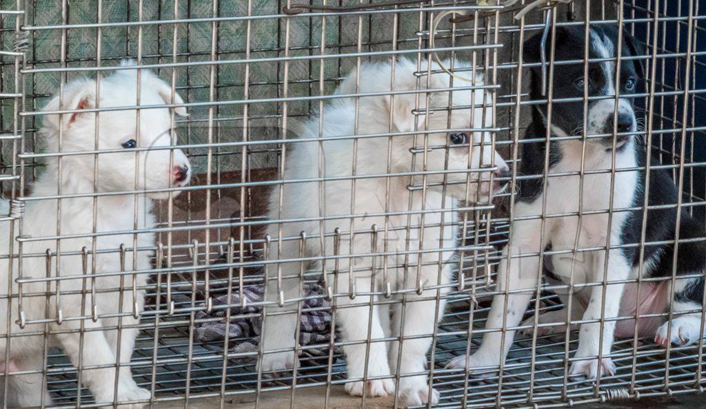 Pedigree breed puppies in cage on sale at Crawford pet market