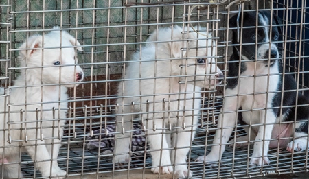 Pedigree breed puppies in cage on sale at Crawford pet market