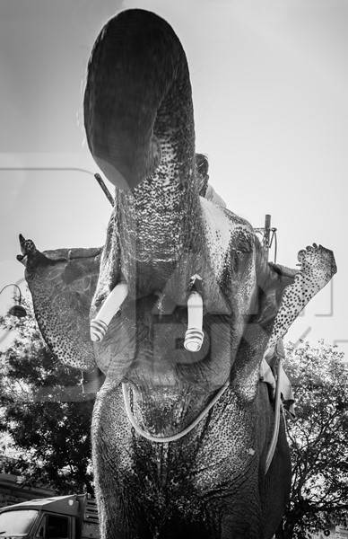 Painted elephant used for entertainment tourist ride walking on street in Ajmer