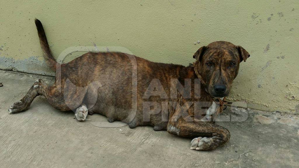 Pregnant brown street dog lying on ground