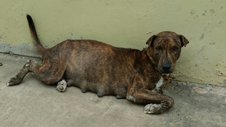 Pregnant brown street dog lying on ground