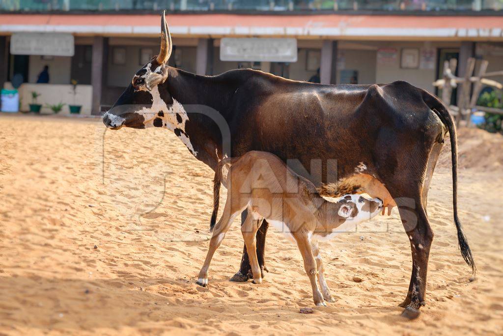 Mother and small cute baby calf suckling on sandy beach in Goa