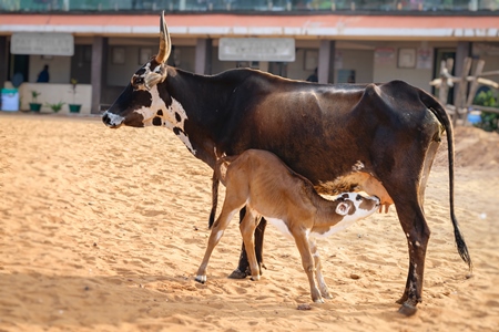 Mother and small cute baby calf suckling on sandy beach in Goa