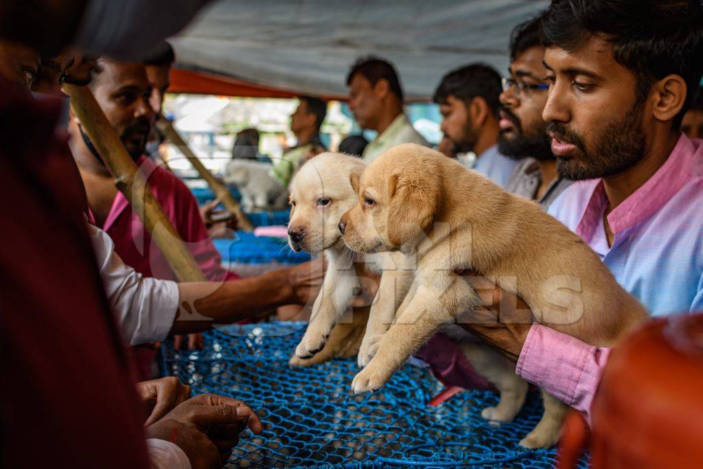 Buyers examining pedigree or breed puppy dogs on sale at Galiff Street pet market, Kolkata, India, 2022