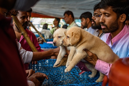 Buyers examining pedigree or breed puppy dogs on sale at Galiff Street pet market, Kolkata, India, 2022