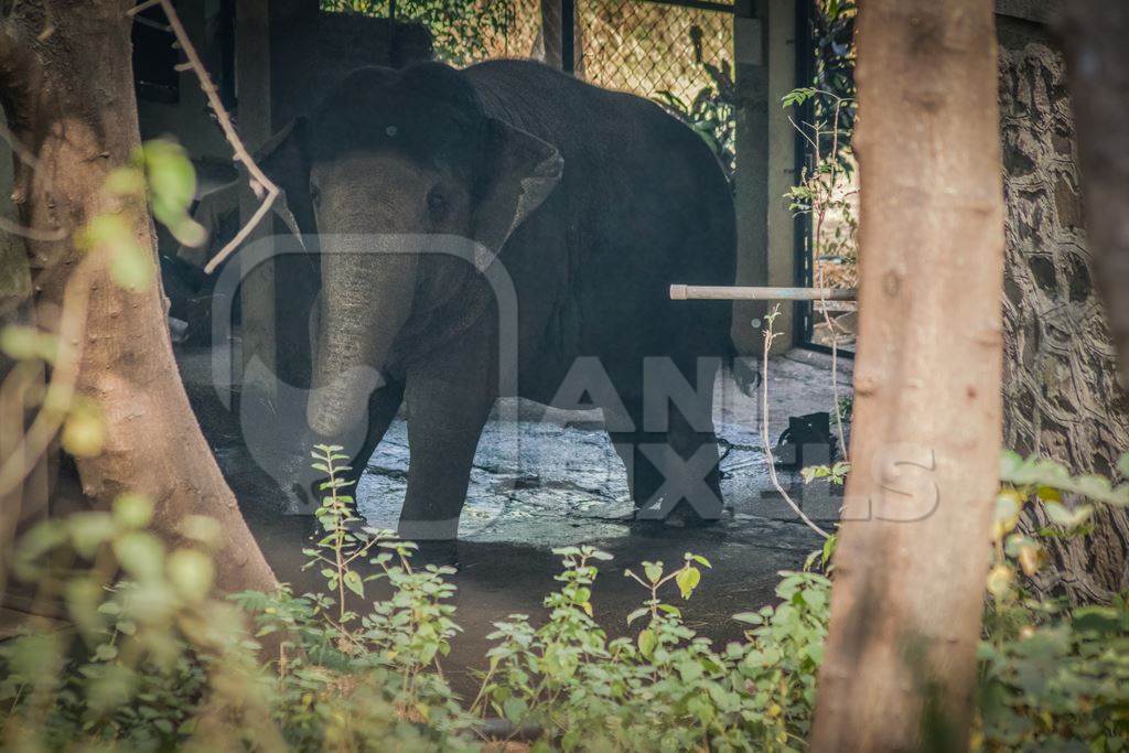 Elephant chained up in concrete shed at Rajiv Gandhi Zoological Park