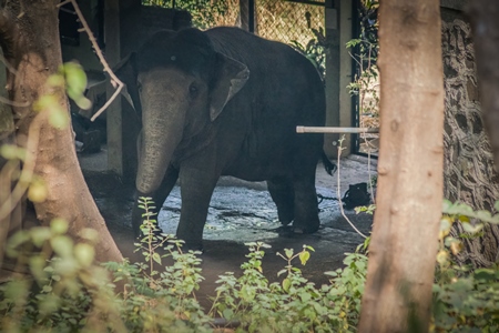 Elephant chained up in concrete shed at Rajiv Gandhi Zoological Park