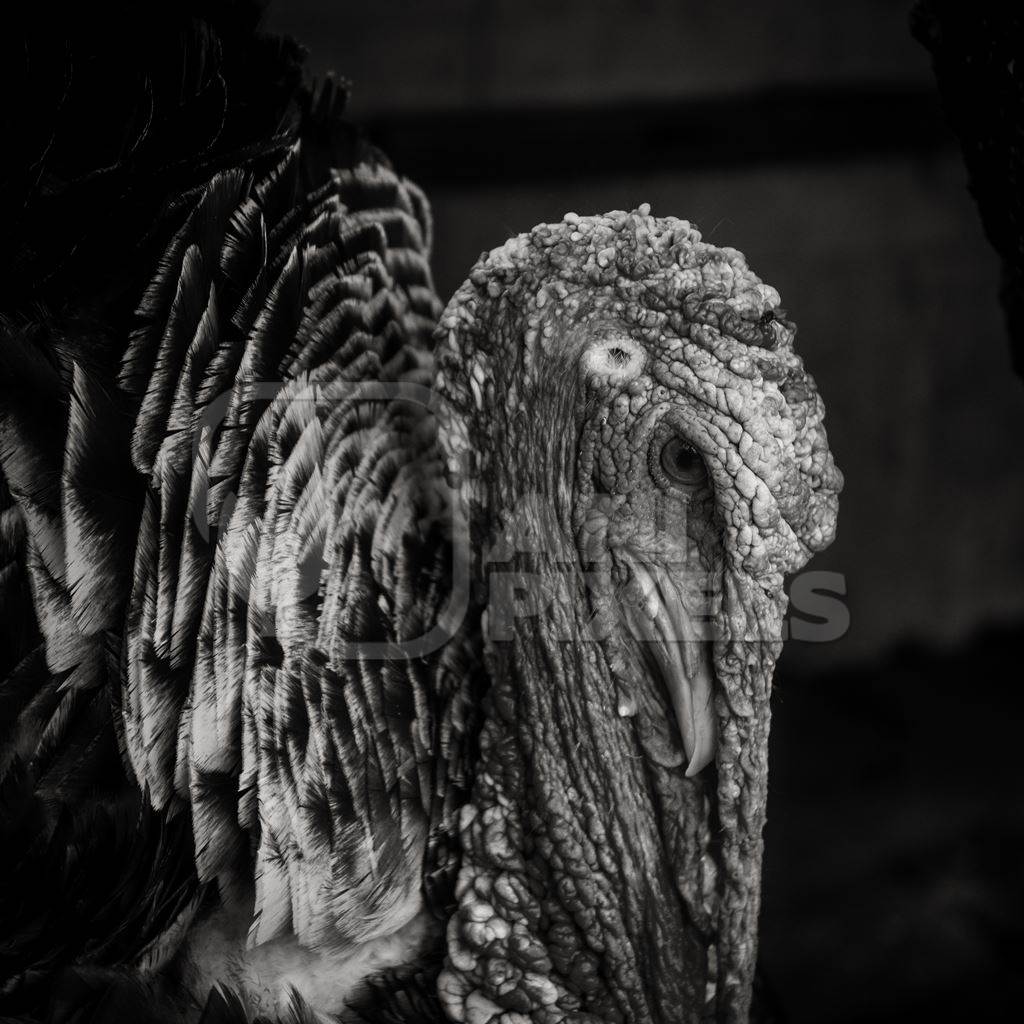 Turkey in captivity at a mini zoo at Dolphin Aquarium, Mumbai in black and white, 2019