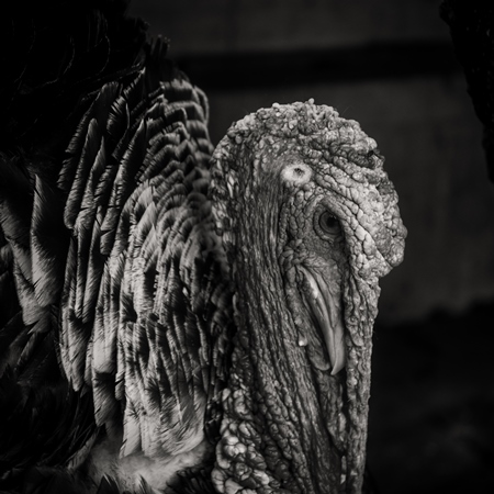 Turkey in captivity at a mini zoo at Dolphin Aquarium, Mumbai in black and white, 2019