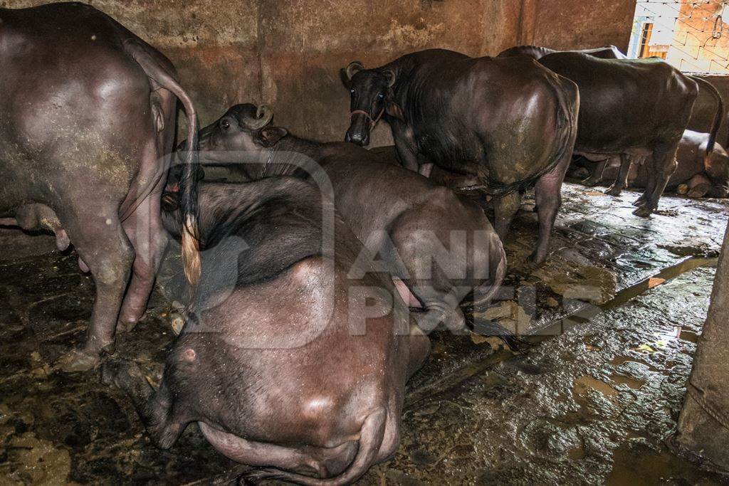 Farmed buffaloes chained up in a dark underground basement in a dirty urban dairy, Maharashtra, India, 2017