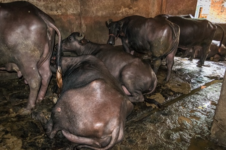 Farmed buffaloes chained up in a dark underground basement in a dirty urban dairy, Maharashtra, India, 2017