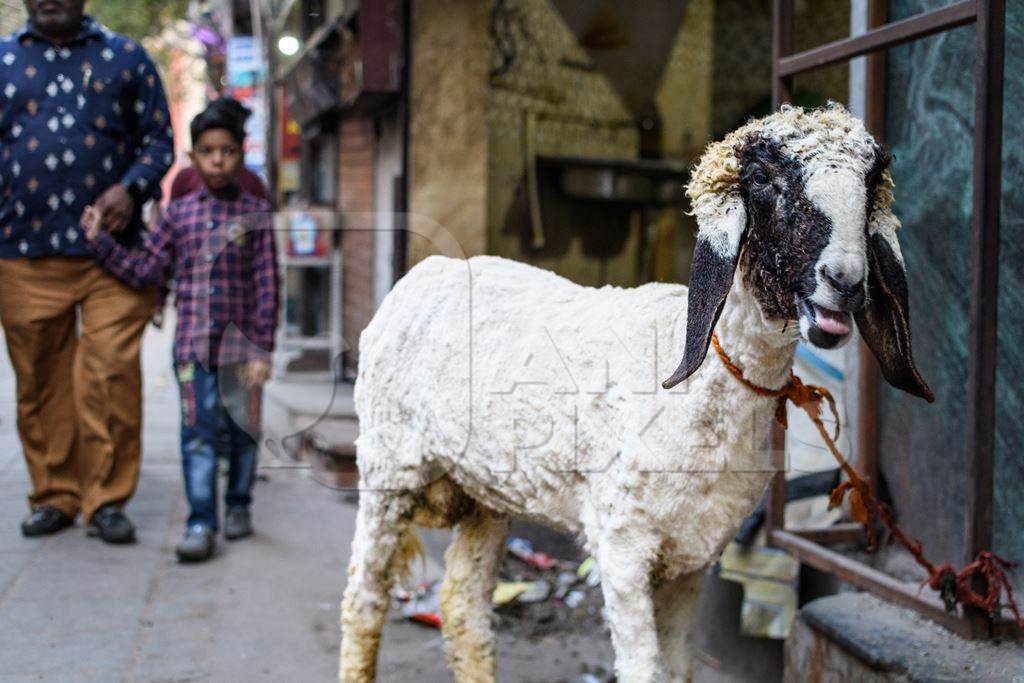 Indian sheep tied up near a meat shop in Nizamuddin, Delhi, India, 2023