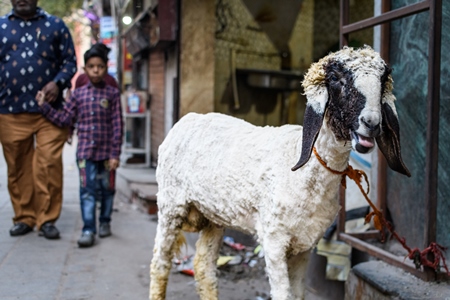 Indian sheep tied up near a meat shop in Nizamuddin, Delhi, India, 2023