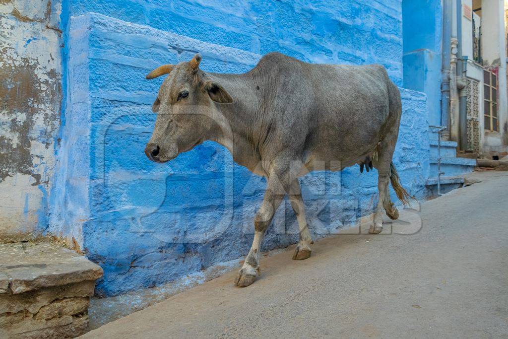 Indian street cow or bullock walking on the street in the urban city of Jodhpur in Rajasthan in India with blue wall background