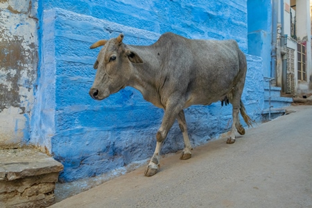 Indian street cow or bullock walking on the street in the urban city of Jodhpur in Rajasthan in India with blue wall background