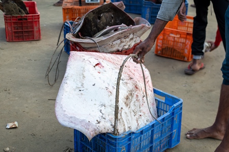 Man placing large dead Indian stingray fish into crate at Malvan fish market on beach in Malvan, Maharashtra, India, 2022
