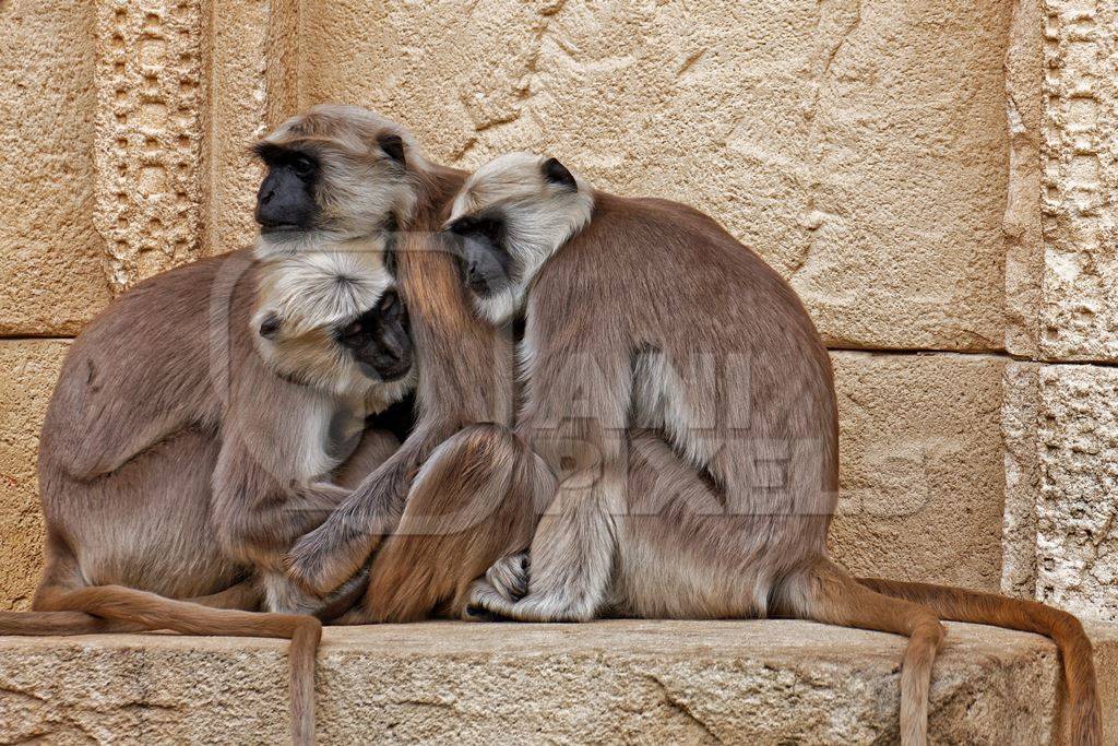 Group of langurs huddled on ledge