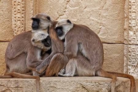 Group of langurs huddled on ledge