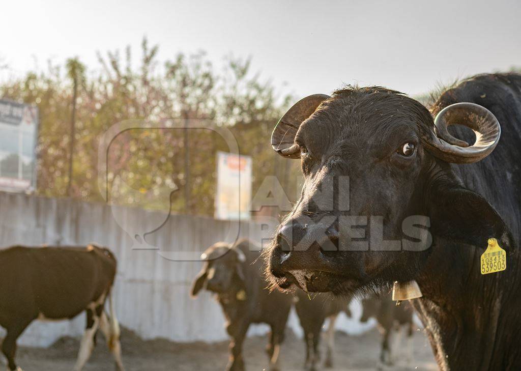 Indian buffaloes from a buffalo dairy farm walking along the street in a city in Maharashtra, India