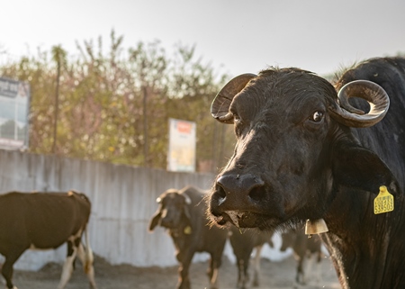 Indian buffaloes from a buffalo dairy farm walking along the street in a city in Maharashtra, India