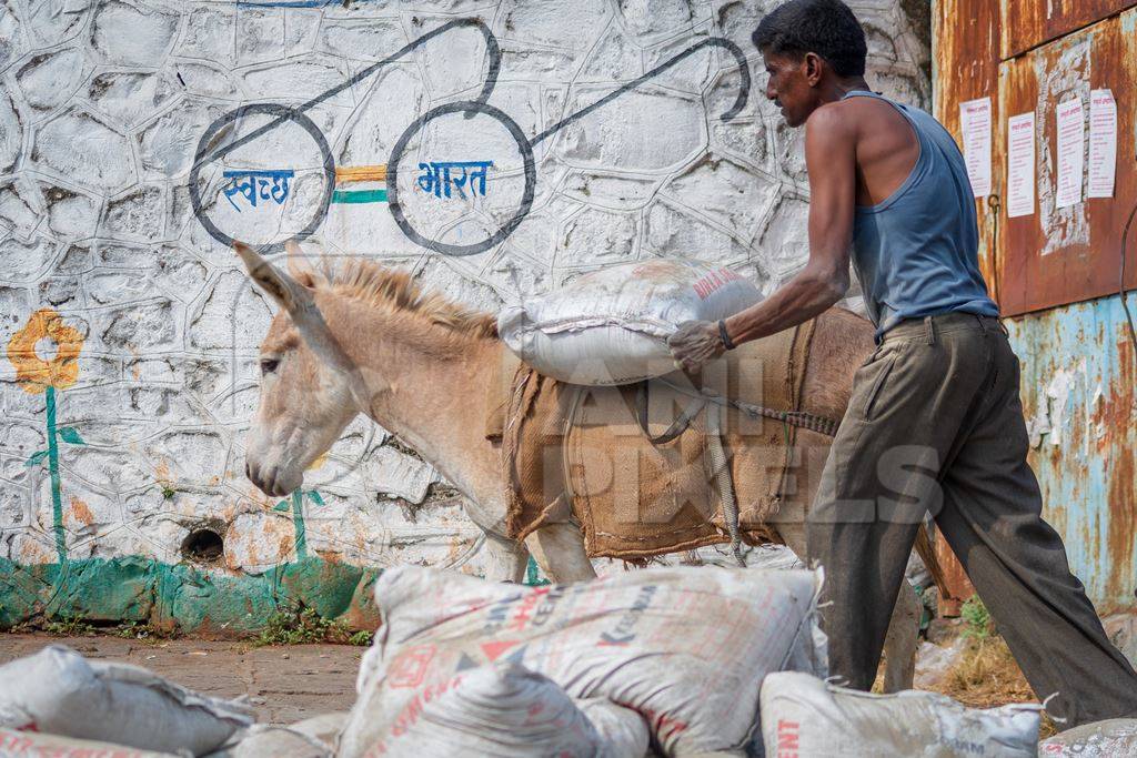 Working Indian donkey used for animal labour walking along and carrying heavy sack of cement in an urban city in Maharashtra in India