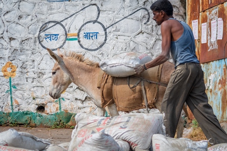 Working Indian donkey used for animal labour walking along and carrying heavy sack of cement in an urban city in Maharashtra in India