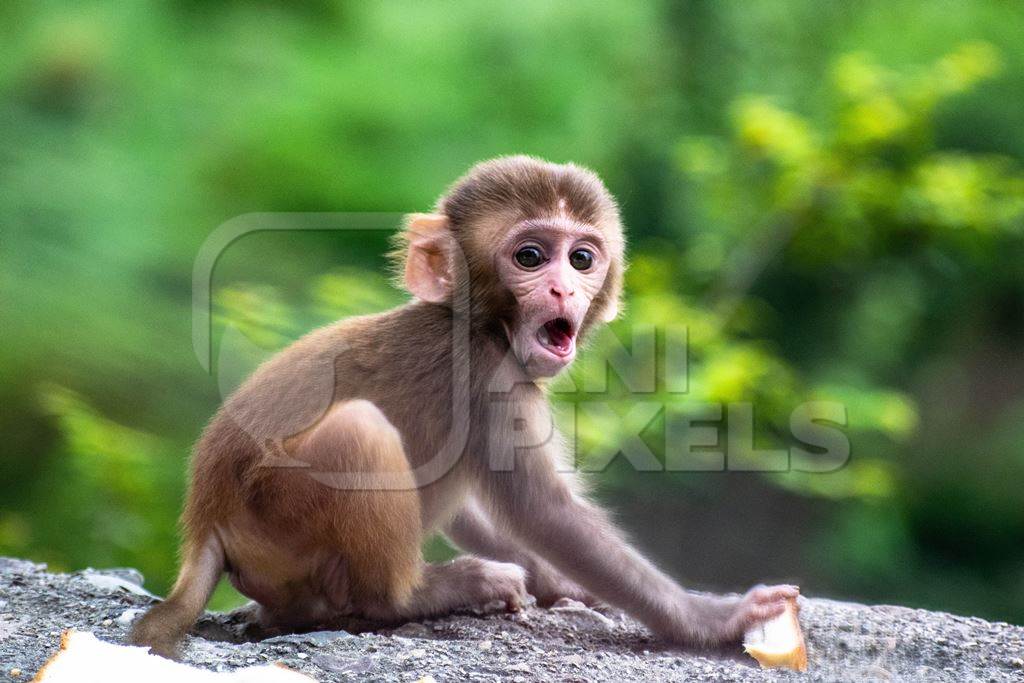 Small cute baby macaque monkey on wall with green background