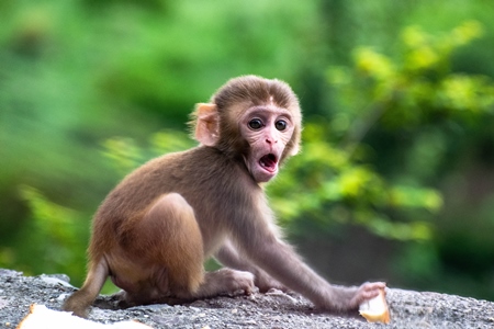 Small cute baby macaque monkey on wall with green background