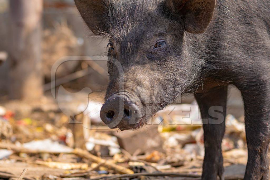 Indian urban or feral pigs in a slum area in an urban city in Maharashtra in India