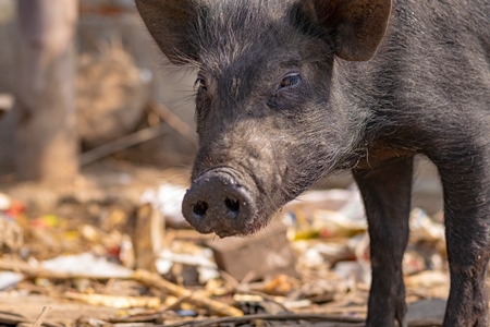 Indian urban or feral pigs in a slum area in an urban city in Maharashtra in India