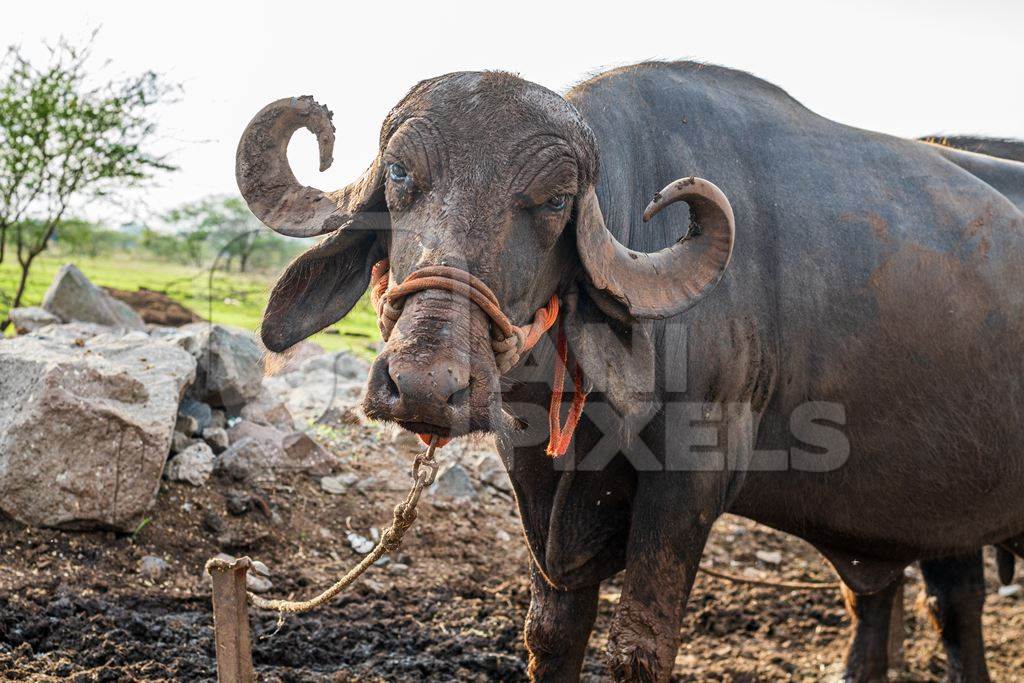 Indian buffalo tied up at urban Indian buffalo dairy farm or tabela, Pune, Maharashtra, India, 2021
